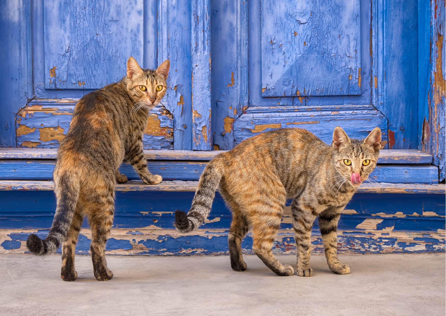 Caring for Feral Cats and Strays