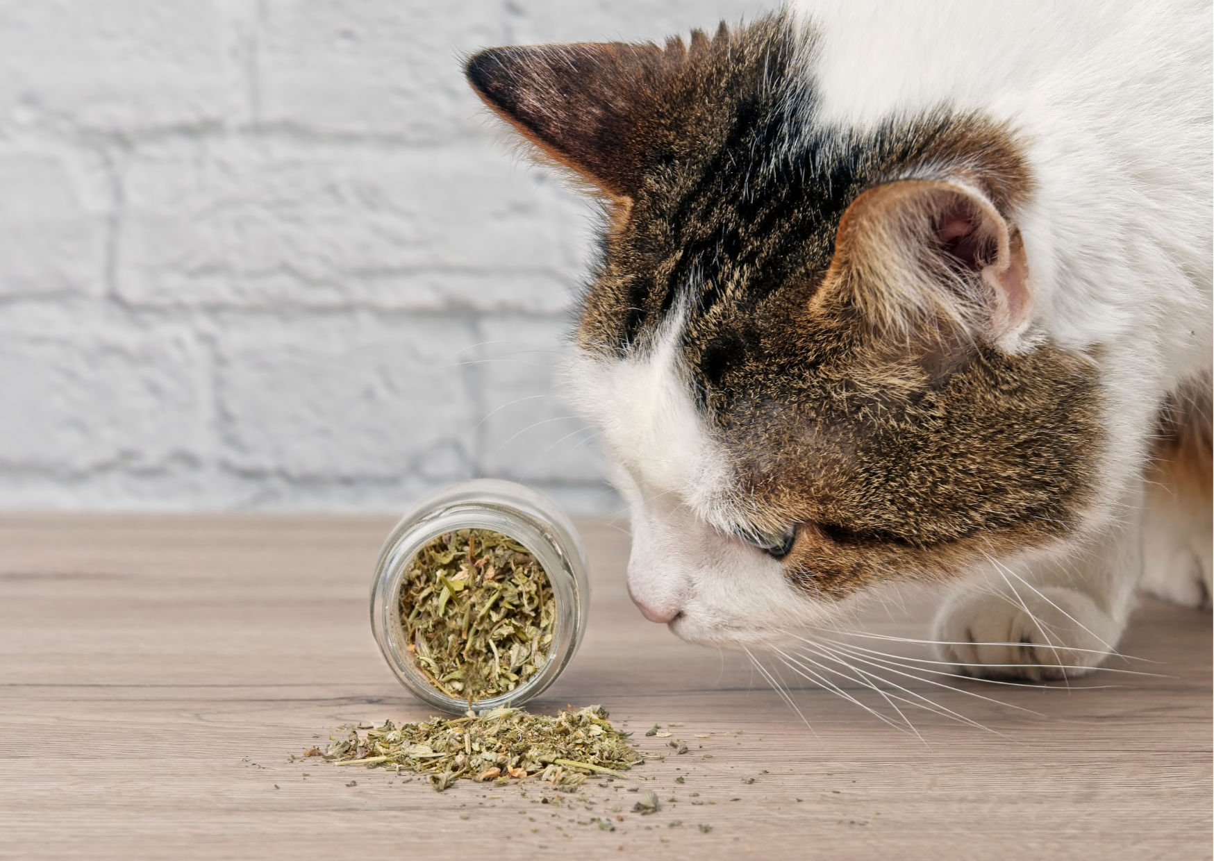 Catnip and other Herbs