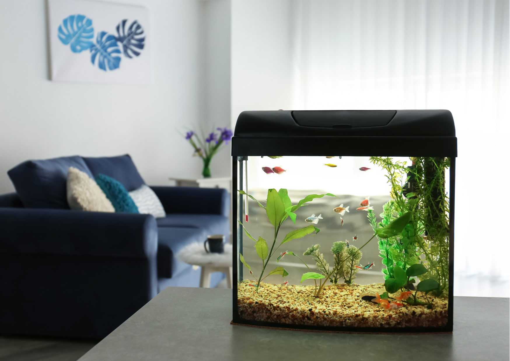 Why do you need to keep an Aquarium clean?