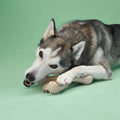 BetterBone Dog Chew Toys MEDIUM Durability Beef Flavour 3 Sizes