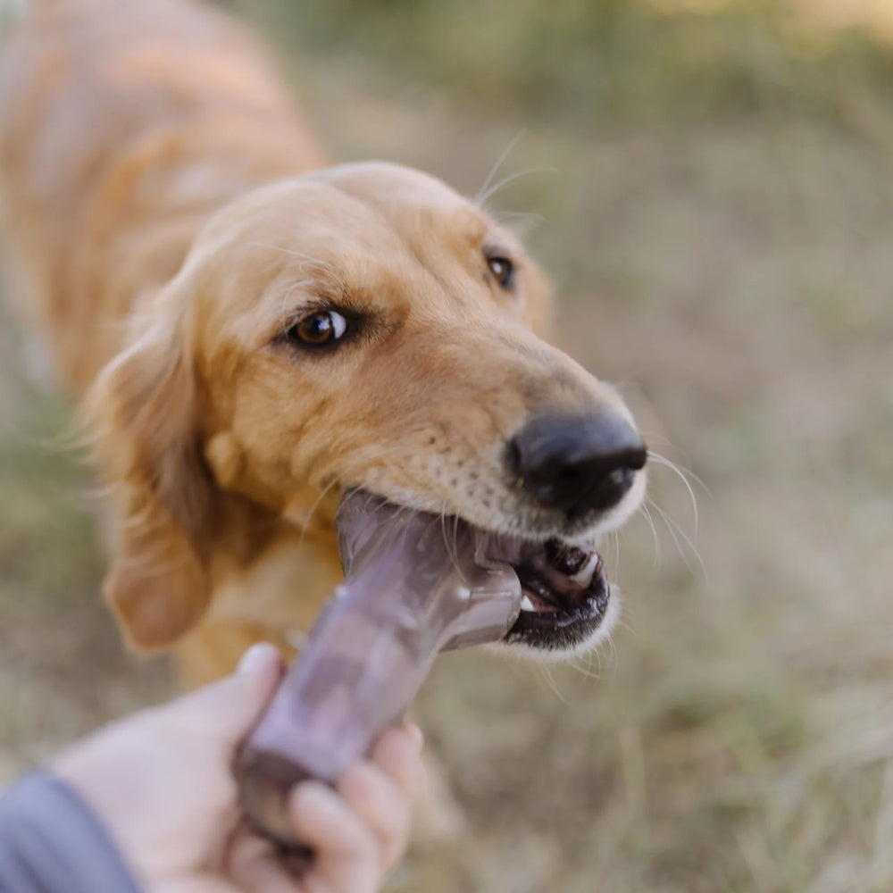 BARK Fall Fetch Stick The Grrreat Outdoors Super Chewer Dog Toy