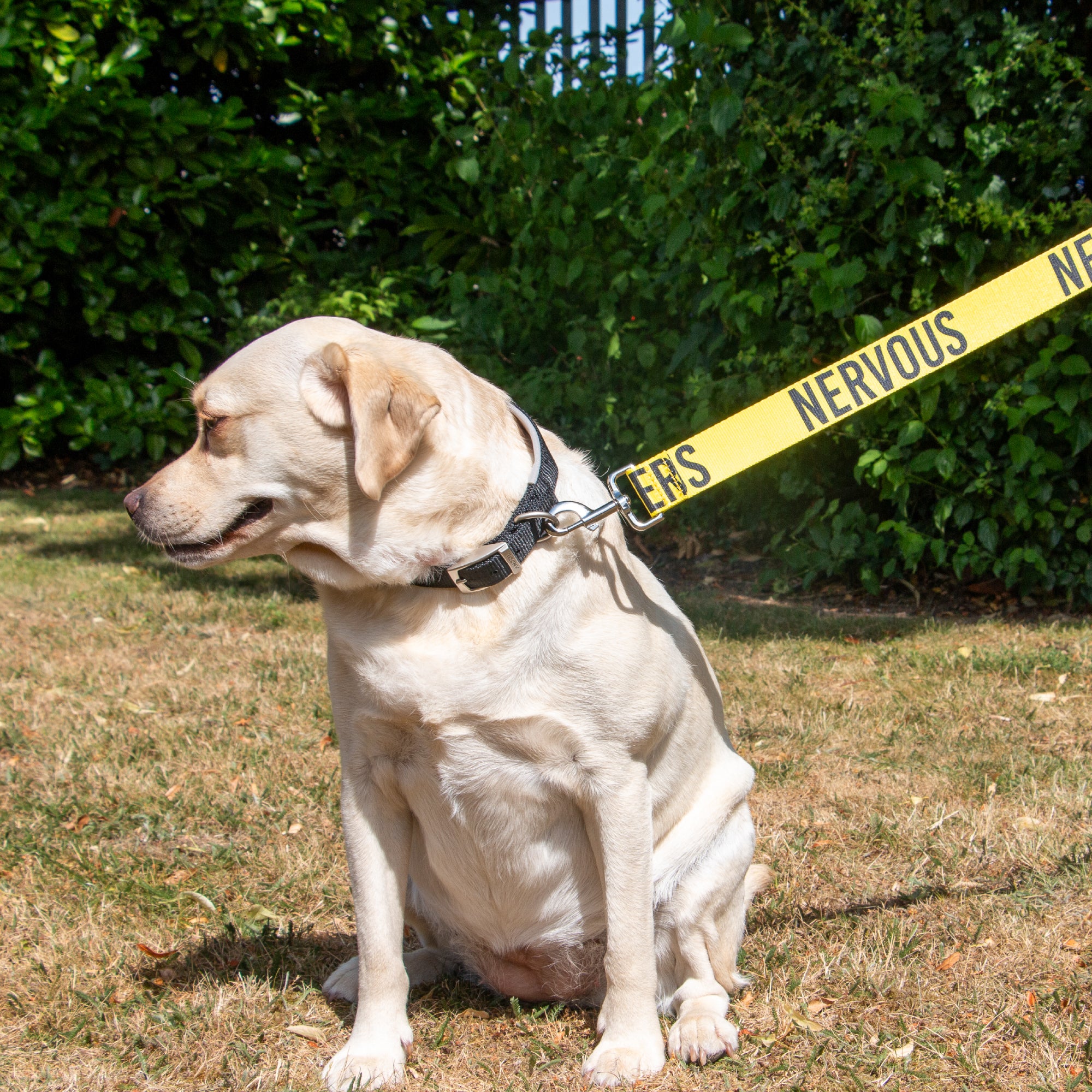 Ancol Nervous Awareness Dog Lead – 40mm Wide