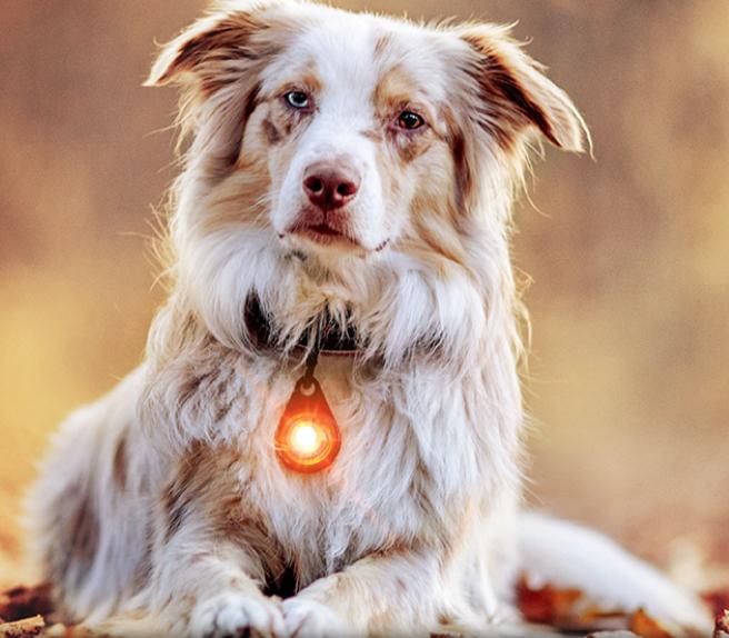 Orbiloc Dog Dual LED Night Safety Light White