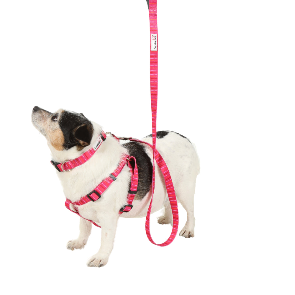 Doodlebone Originals Dog Lead 1.2m Coal 3 Sizes