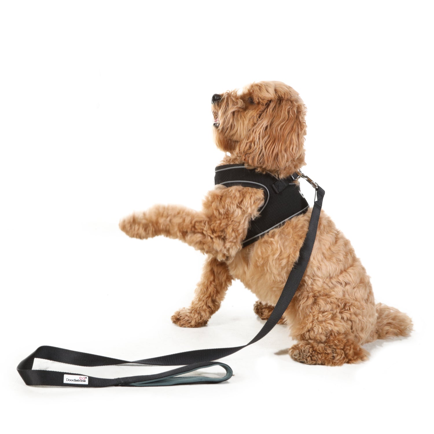 Doodlebone Originals Dog Lead 1.2m Coal 3 Sizes